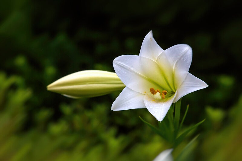 꽃 도둑과 아기 고양이 [서울 말고]