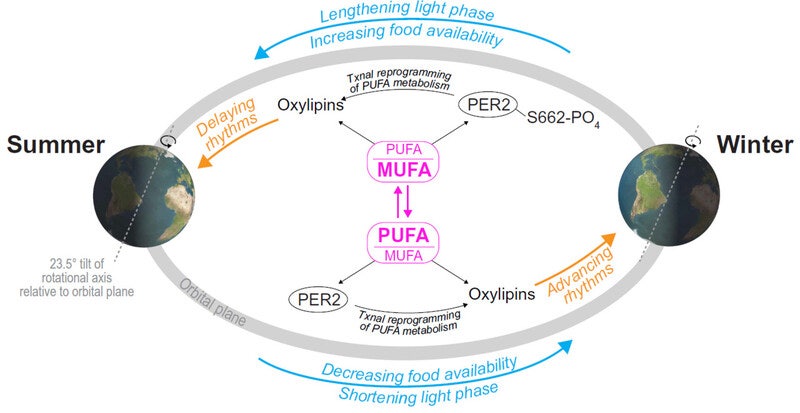 가을 환절기에 몸이 원하는 것들 [강석기의 과학풍경]