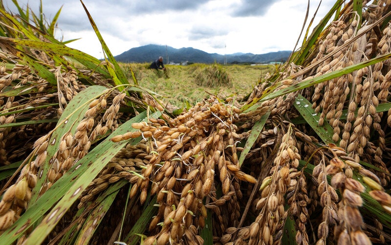 내년부터 시행되는 ‘농어촌 기본소득’의 의미 [왜냐면]