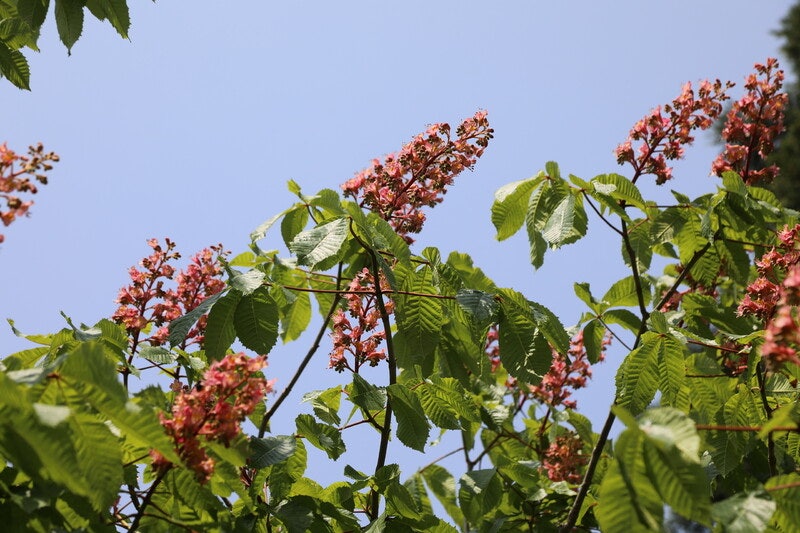 칠엽수: 별것 아닌 일을 별것으로 만드는 재미