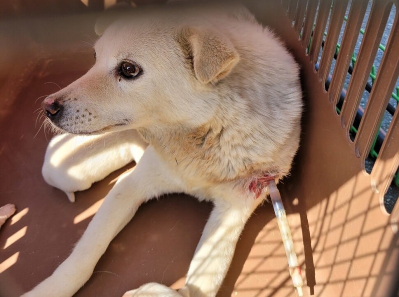 ‘제압’을 위한 구조인가…대형동물용 마취총에 죽어가는 유기견들