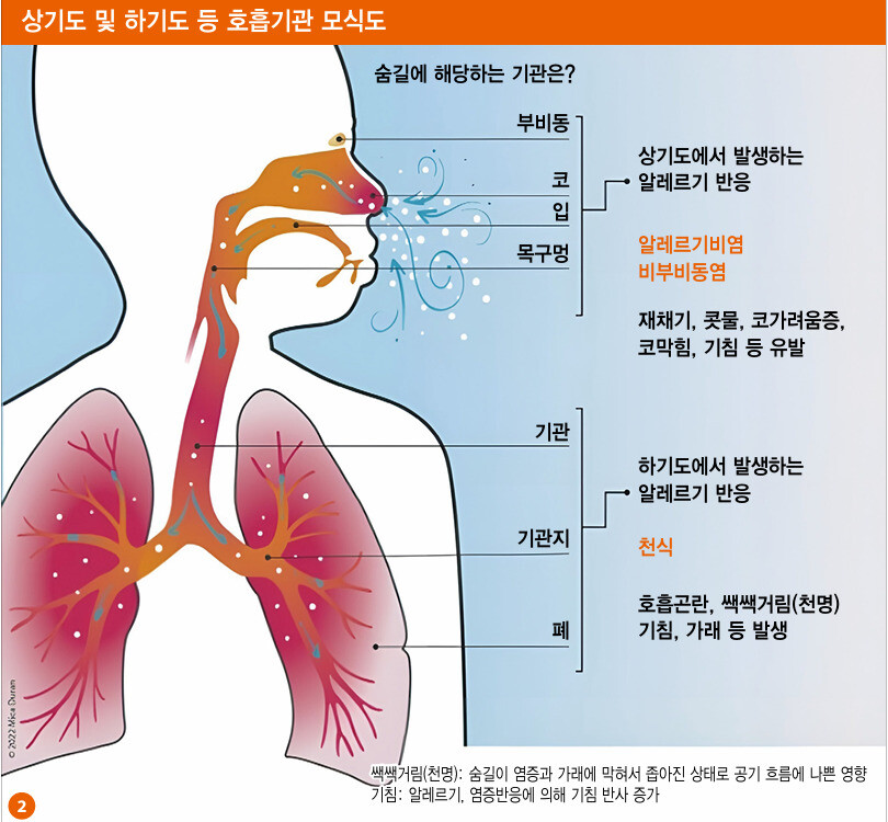 상기도 및 하기도 등 호흡기관 모식도. 대한천식알레르기학회제공