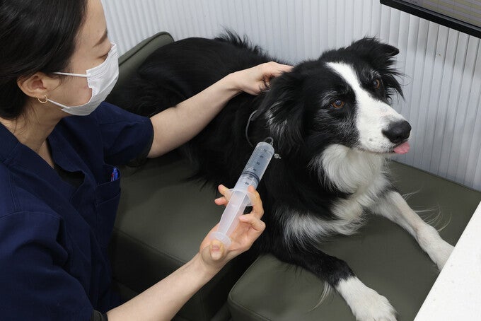 “진료를 놀이하듯”…강압 대신 ‘인도적 훈련’ 받는 반려동물