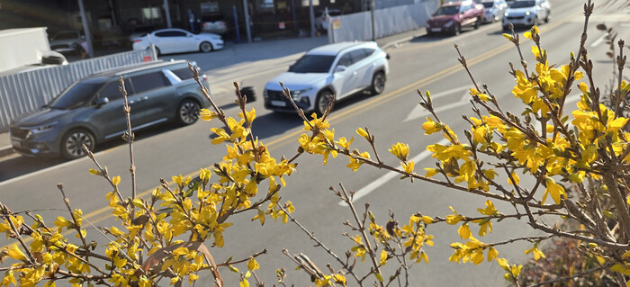 15일 강원 강릉시 입암동 도로변에 봄의 전령사로 불리는 개나리가 활짝 펴 눈길을 끌고 있다.연합뉴스