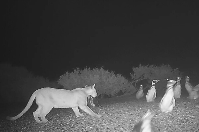 연구진은 퓨마들이 펭귄 서식지 근처에서 더 많은 시간을 보내고,서식지 주변에서 다른 개체와 더 자주 상호작용을 하는 등 행동을 바꿨다고 전했다.미첼 세로타 제공