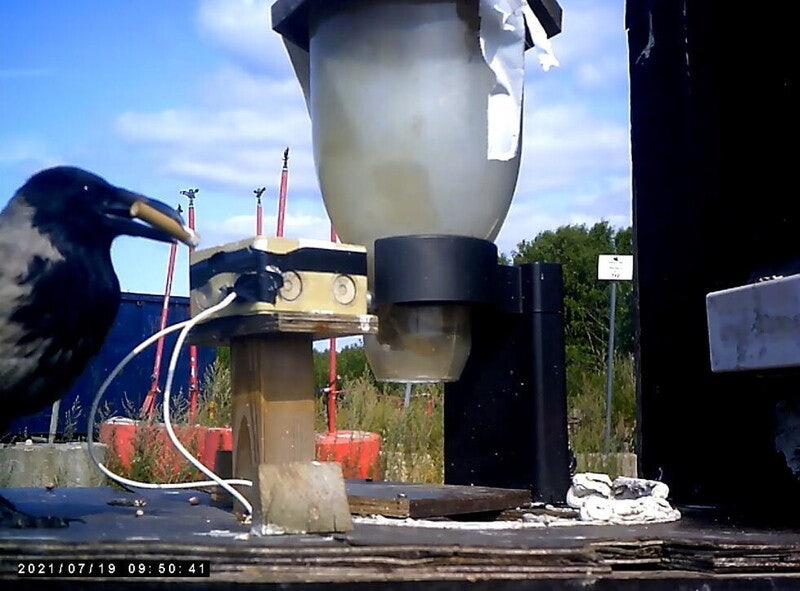 ‘까마귀 청소부’ 판타지가 알려준 것 [남종영의 인간의 그늘에서]