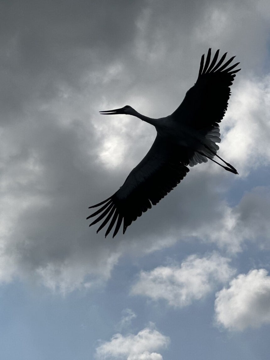 이더 리움 가격 디시 의 역사와 발전: 과거에서 현재까지
