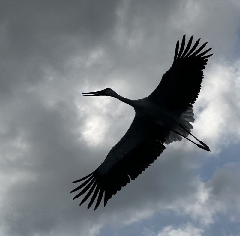 알도 낳았는데 ‘강제 이혼’ 황새 부부…그 새들은 왜 헤어져야 했나