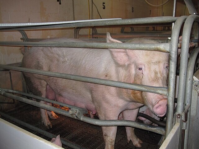 영국의 이번 전략에는 십각목 갑각류의 비인도적 도살 금지뿐 아니라,<a href=