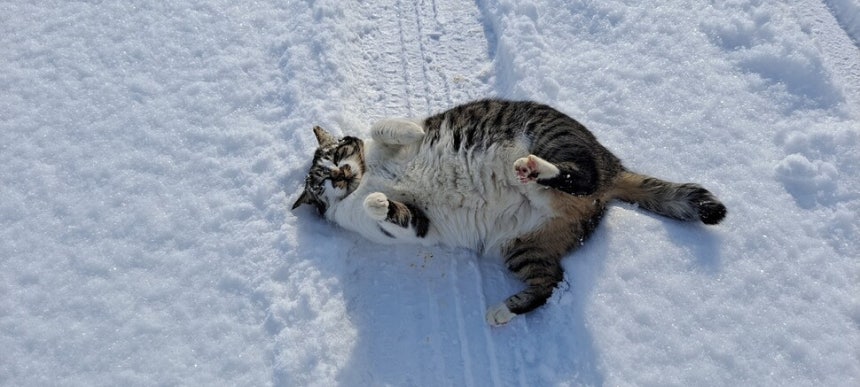 ‘나비’가 눈 위를 뒹굴며 장난을 치고 있다.
