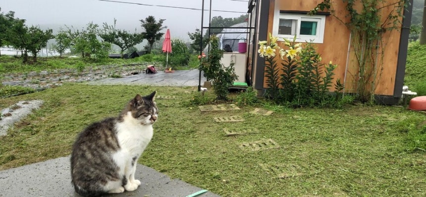 길고양이였으나 우리와 친해져 집고양이가 된‘나비’