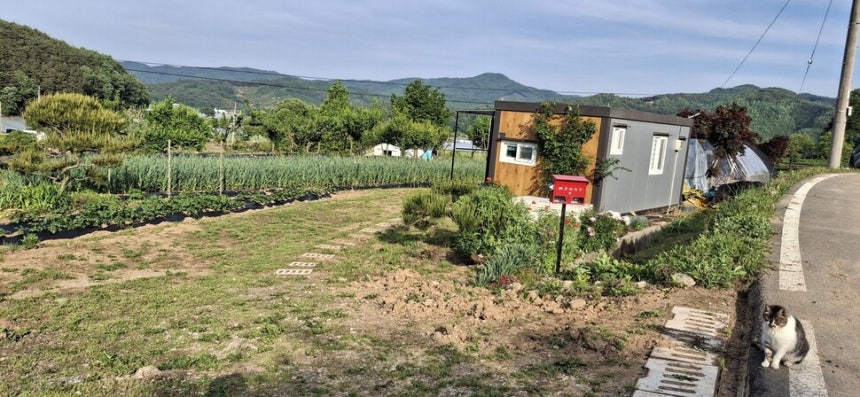 ‘나비’는 우리가 없는 주 중에 이런 모양으로 길목을 지키다 동네 사람들에게 사료를 얻어먹는다 한다.