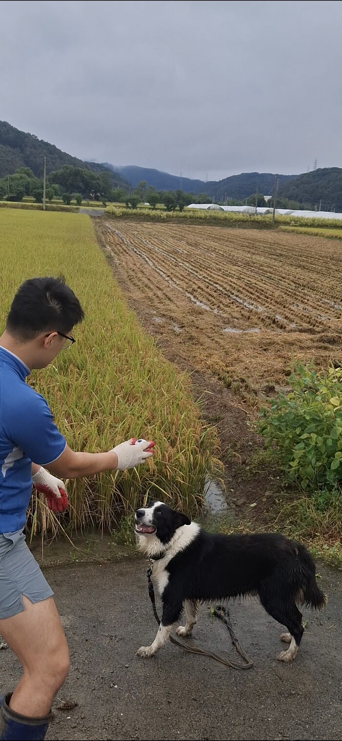 ‘렉스’는 공놀이에 진심이어서,우리 팔이 아플 때까지 던져주는 공을 향해 왕복달리기를 한다.