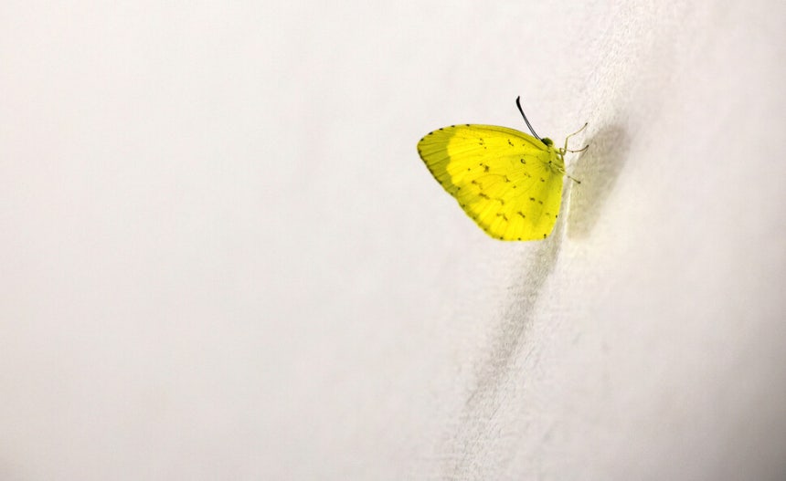 장례식장에서 만난 노란 나비 한 마리.류우종 선임기자 