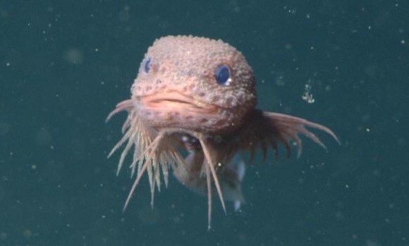 2025년 신종 발견 모음! 심해어부터 두꺼비까지!