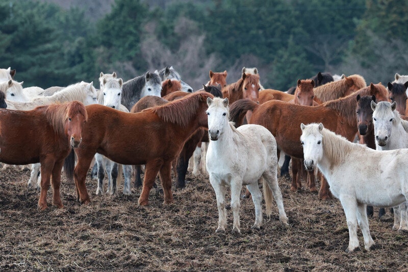 말은 어떻게 가축이 됐을까 [강석기의 과학풍경]
