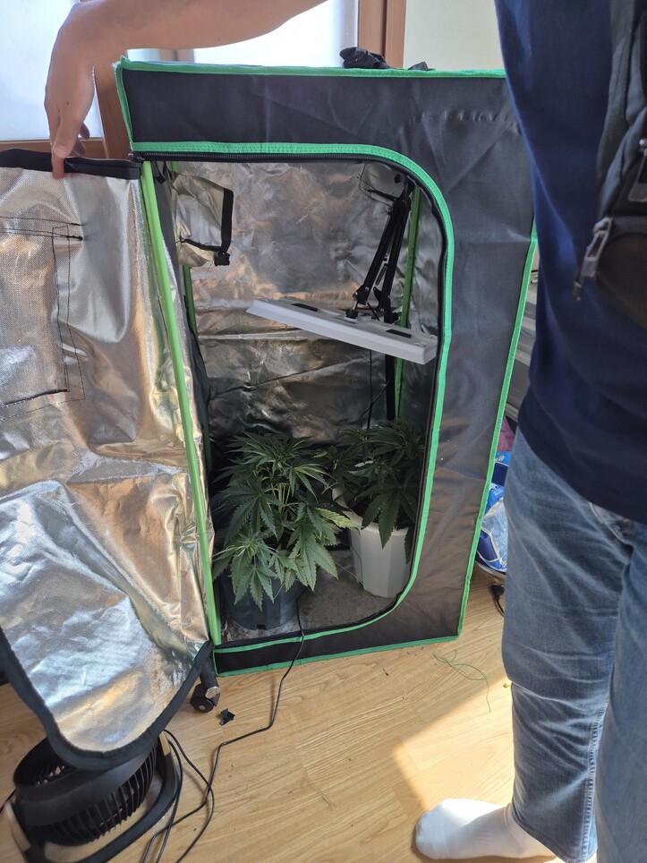 ㄱ(34)씨 집에서 발견된 대마 재배 장치와 대마초.인천공항세관 제공