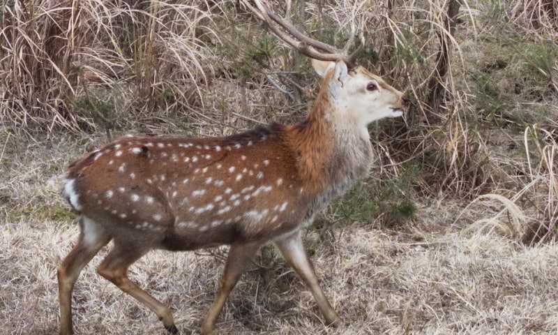 녹용 다 빼먹고…꽃사슴 100마리를 총으로 탕, 탕, 탕