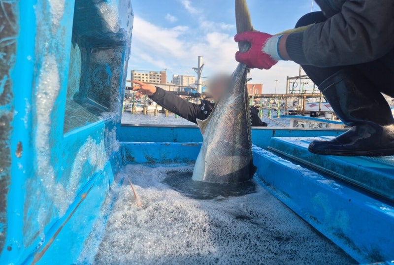 [현장] “하루 3마리”…모슬포항 ‘방어 실종’에 제주 어민 시름