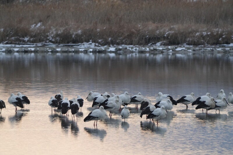 천연기념물 황새 ‘해리천’ 겨울나기…역대 최대 80여마리 월동