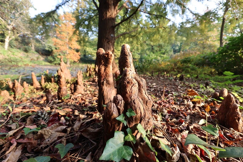 낙우송, 땅속 비밀을 드러내다 [황금비의 수목원 가드닝 다이어리]