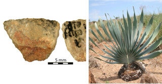 6만년 전 독화살, ‘구석기 사냥’의 통념을 깨다 [오철우의 과학풍경]