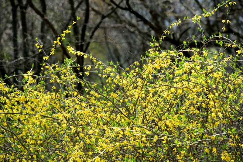 기후변화 방치하면 서울 식물종 절반 2100년에 사라진다