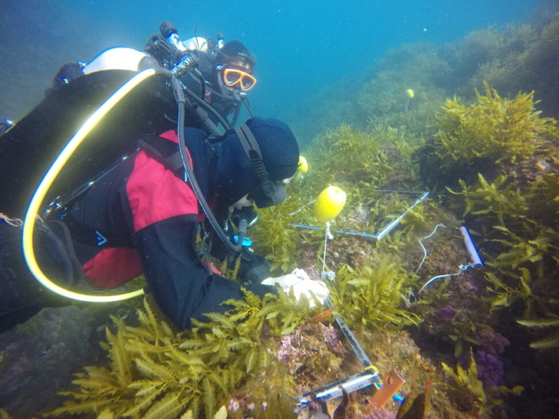 서귀포 산호 죽고, 필리핀 산호 발견…바다 생태계 ‘물갈이중’