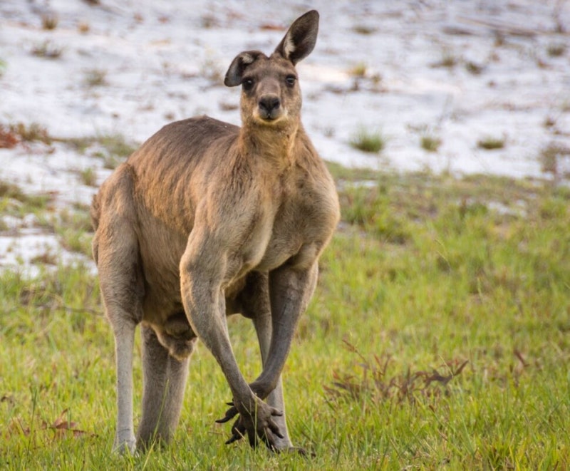 ‘최홍만 2명 무게’ 캥거루가 점프, 뛰어다녀…250㎏ 조상의 반전