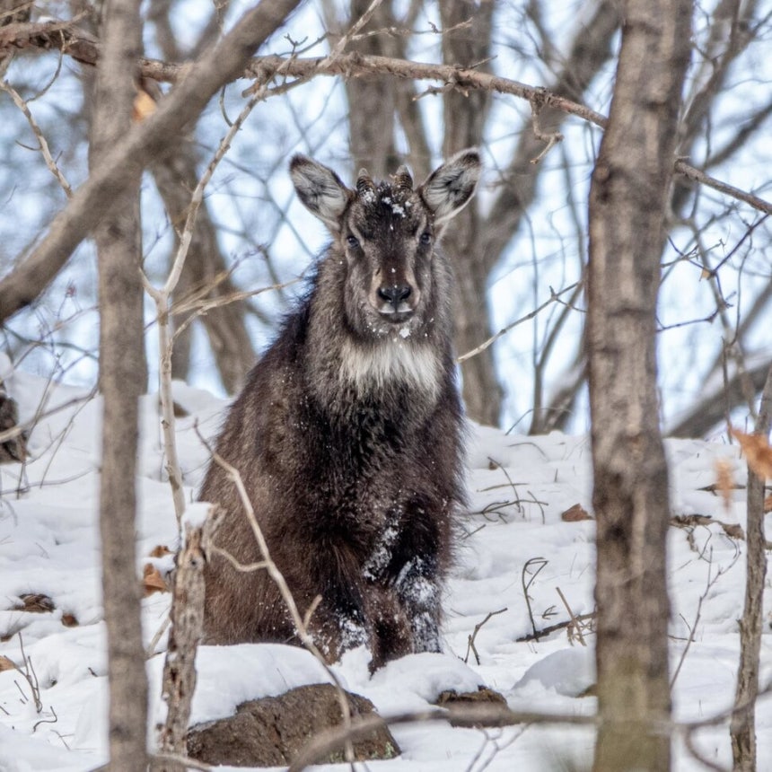 2025년 3월 설악산에서 찍힌 산양의 모습. 국립공원을지키는시민의모임 제공