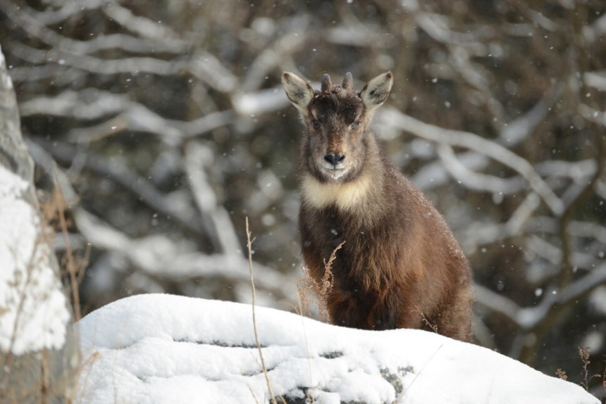 충남 서천 국립생태원에 사는 산양. 기후에너지환경부 제공