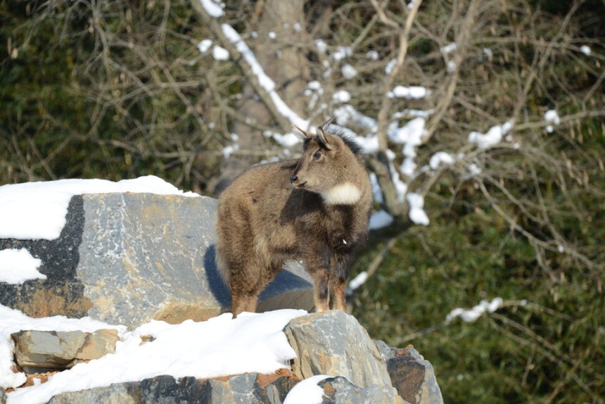 충남 서천 국립생태원에 사는 산양. 기후에너지환경부 제공