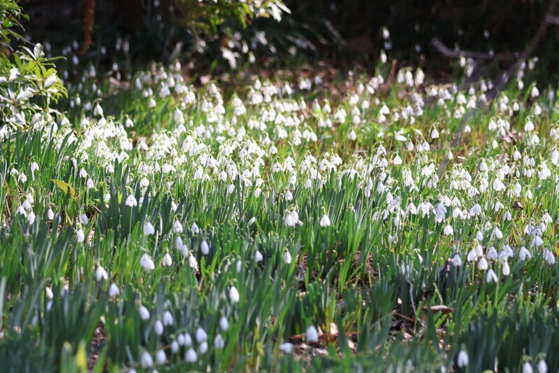 봄바람보다 먼저 봄을 맞는 설강화 [황금비의 수목원 가드닝 다이어리]