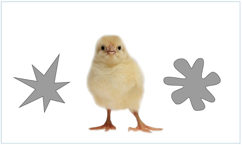 ‘키키’, 소리의 느낌…병아리도 우리랑 같을까 [오철우의 과학풍경]