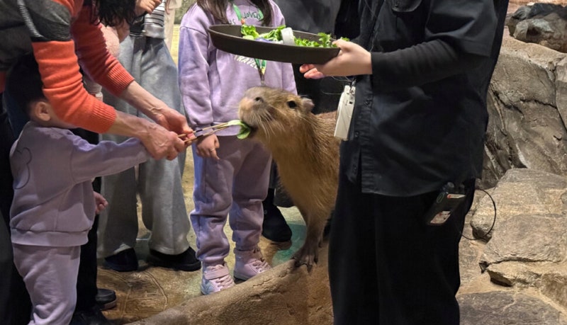 ‘동물원 인싸’ 카피바라, 탈모·피부질환 시달리는 이유?