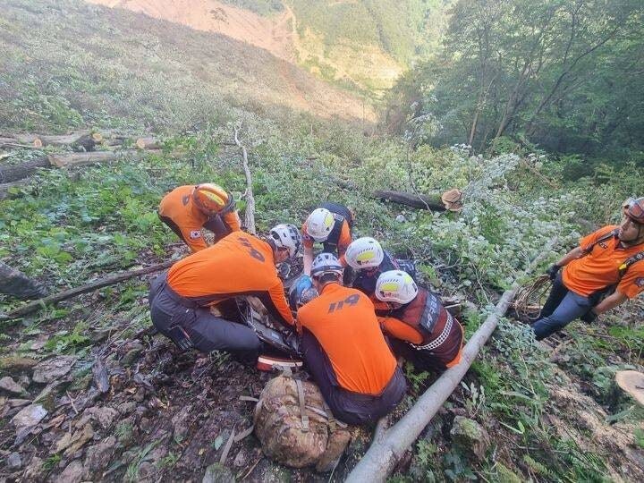 산으로 간 60대는 왜 돌아오지 못했나…벌목 사고 4년간 51명 사망