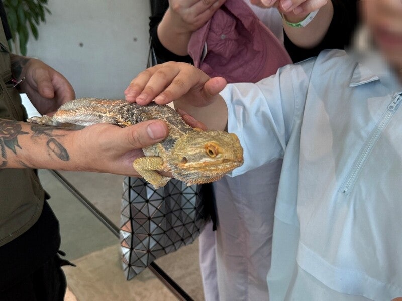 여전히 성행하는 ‘불법’ 이동동물원 [이형주의 비인간동물사]