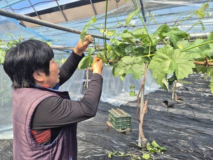 “기름값 비닐값 뛰는데 비료도 품귀 조짐…IMF 때보다 어렵다” 농민들도 전쟁 직격탄