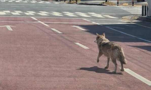 퓨마 탈출·사살했던 대전 오월드, 이번엔 늑대 탈출…동물원 뒷산에 숨은 듯