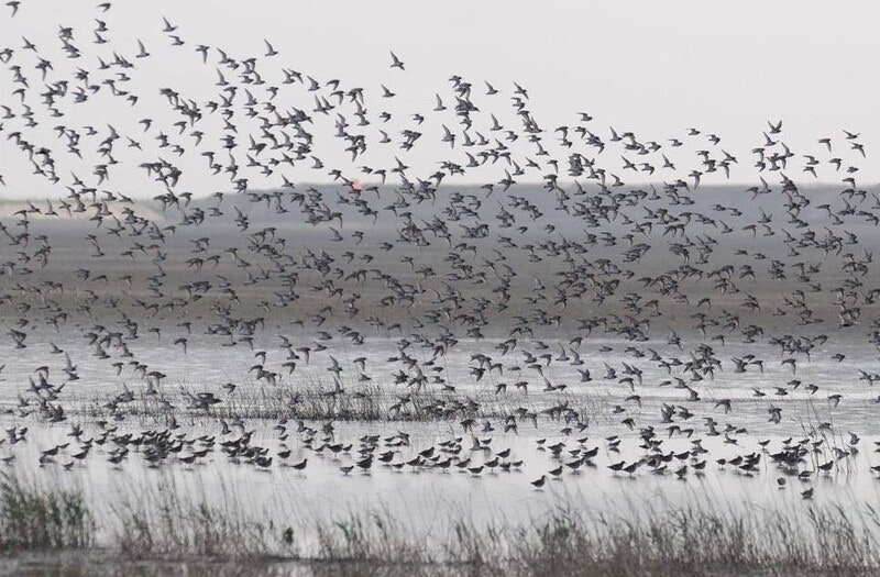 세계 철새의 날 20돌…새만금을 생각한다 [뉴스룸에서]