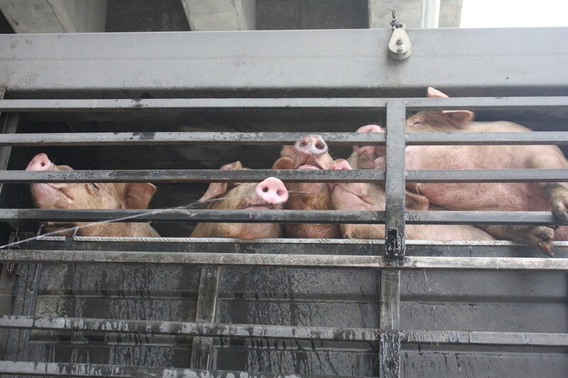 동물복지는 선언이 아니라, 정밀한 기준으로 보호된다 [왜냐면]