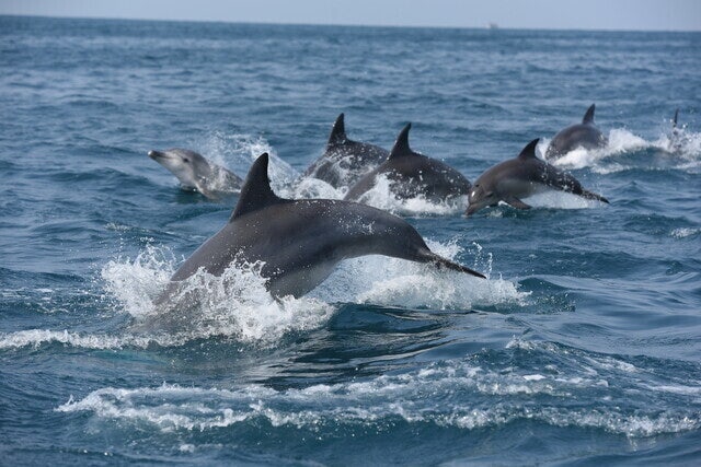 자연에 법인격 부여 ‘생태법인’, 보류 아니라 설계가 필요하다 [왜냐면]