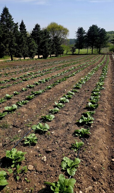 밭에 내다 심어 이제 뿌리를 내리고 자라기 시작한 봄배추, 양배추, 브로콜리, 공심채, 채두, 감자 등의 채소들. 원혜덕 제공