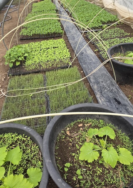 온갖 채소 모종이 자라던 온상. 원혜덕 제공