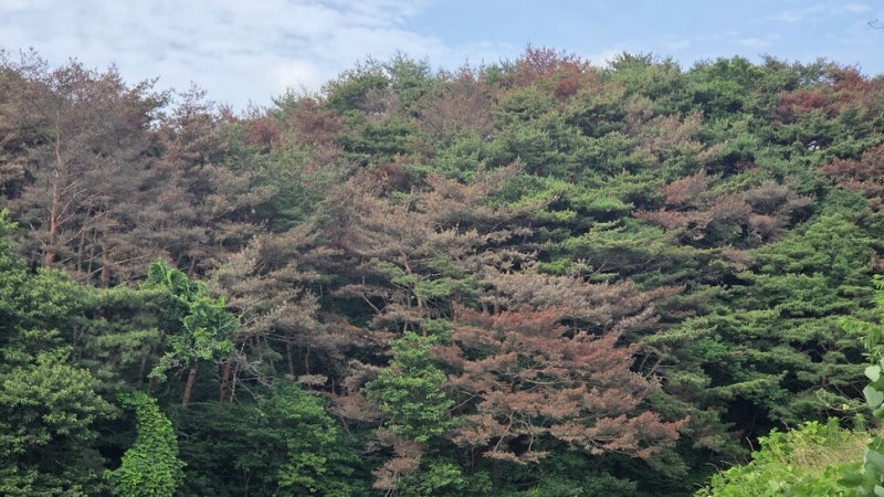 한여름에 단풍?… 충남에서 확산하는 소나무 재선충병