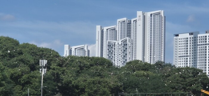 청주 도심에 2천마리 백로떼…“악취·소음 극심”-“공존 대안 마련”