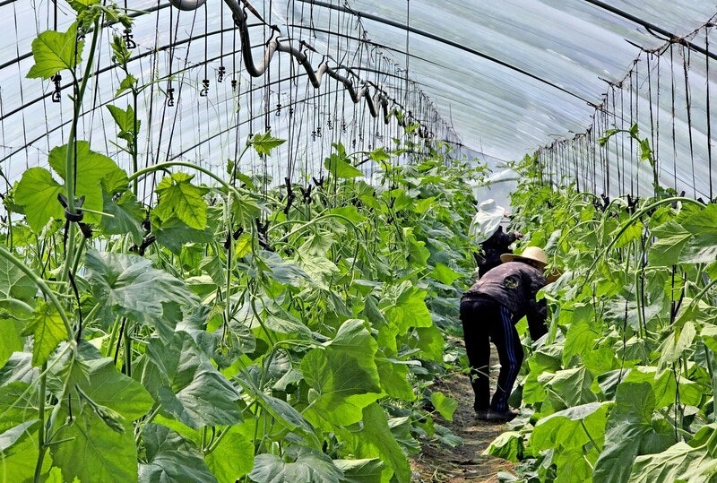 내부 온도 46.7도까지…비닐하우스 숙소 이주노동자들 ‘한증막 24시’ [현장]