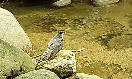 70년 <b>팔공산 기도터</b> 정리, 석 달 만에…담비·참매 돌아왔다