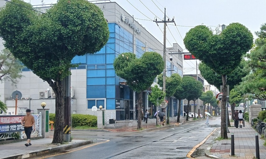 청주시청 임시청사 앞길에 조성된 ‘하트 나무 가로수길’. 청주시 제공