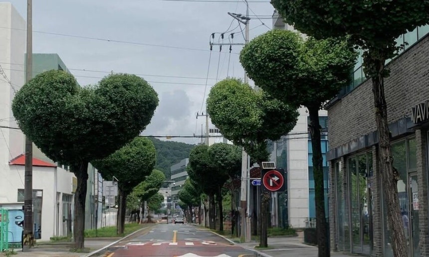 청주시청 임시청사 앞길에 조성된 ‘하트 나무 가로수길’. 청주시 제공